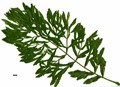 SpeciesSub: 'Fern Leaf'
